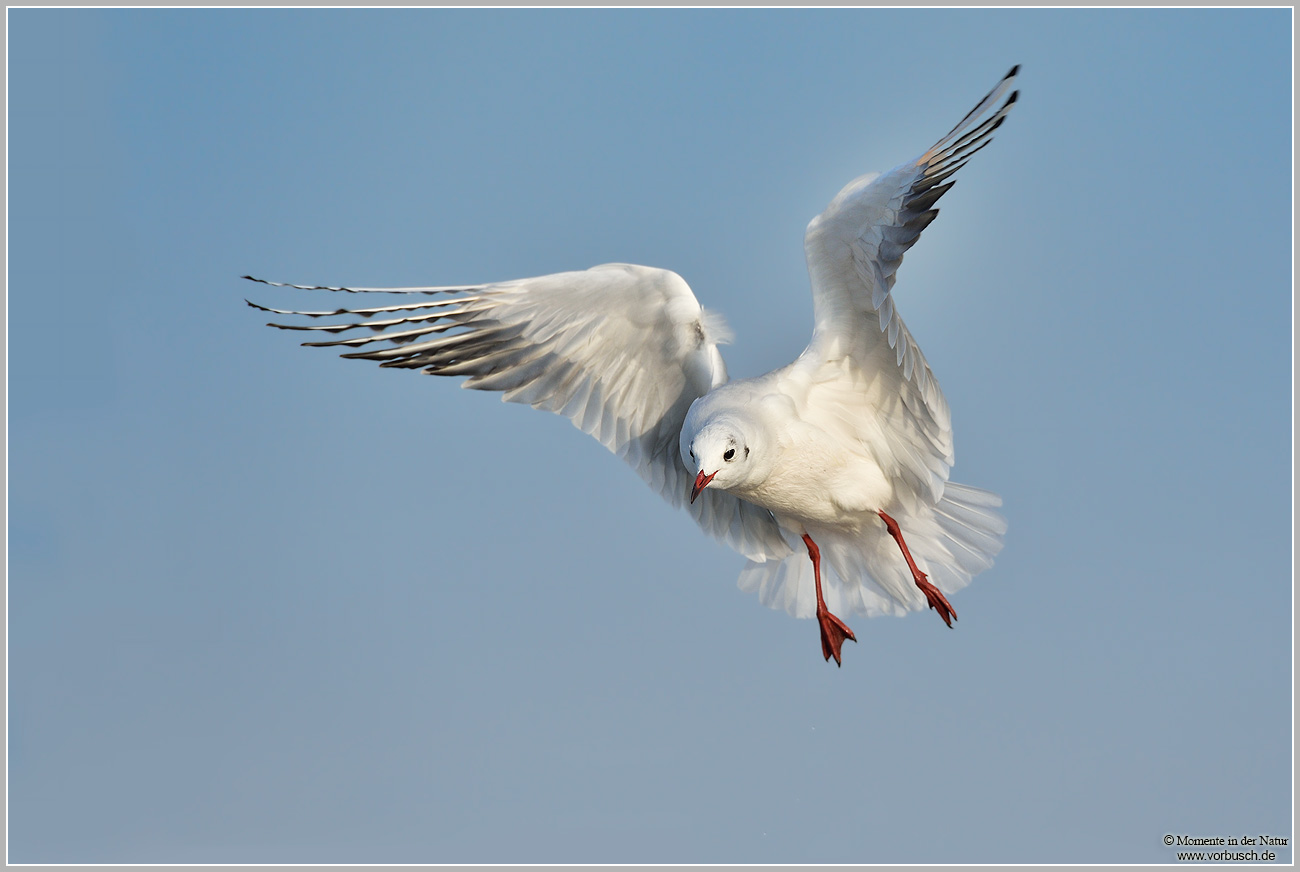 Lachmöwe-(Larus-ridibundus)56.jpg
