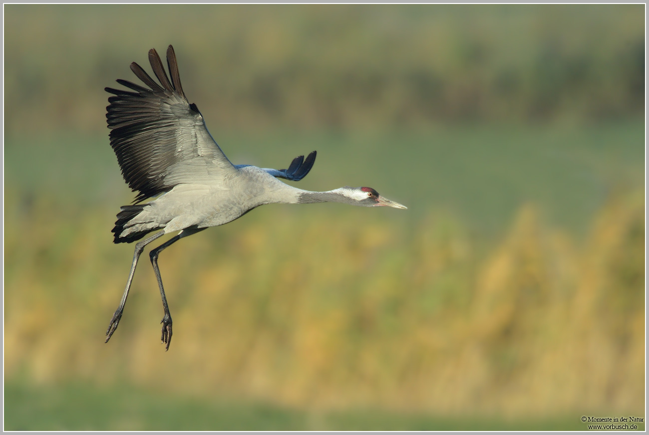 Grauer-Kranich-(Grus-grus)85.jpg
