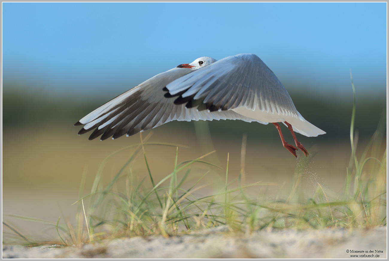Lachmoewe-28Larus-ridibundus2959.jpg