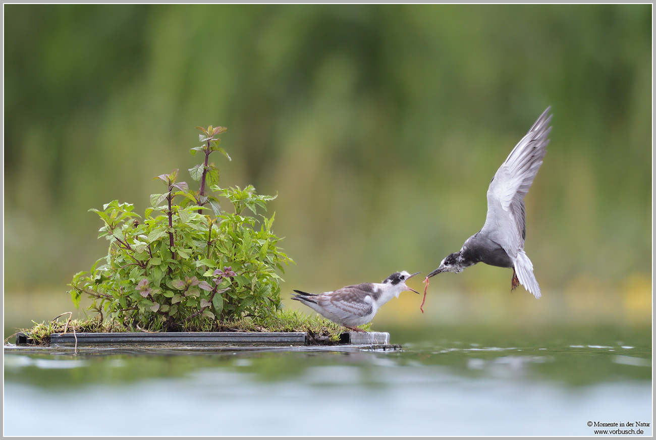 Trauerseeschwalbe-28Chlidonias-niger298.jpg