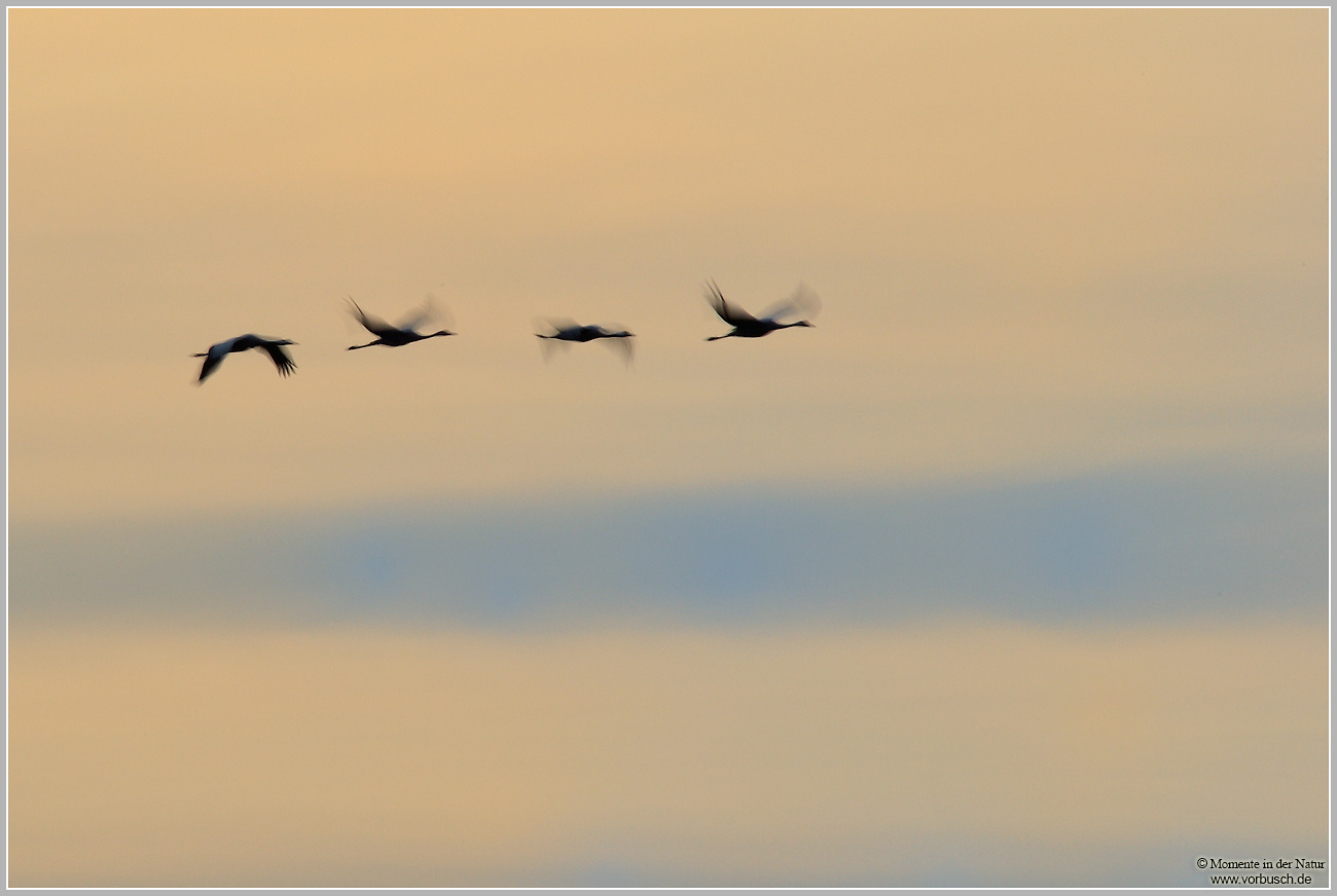 Grauer-Kranich-28Grus-grus2992.jpg