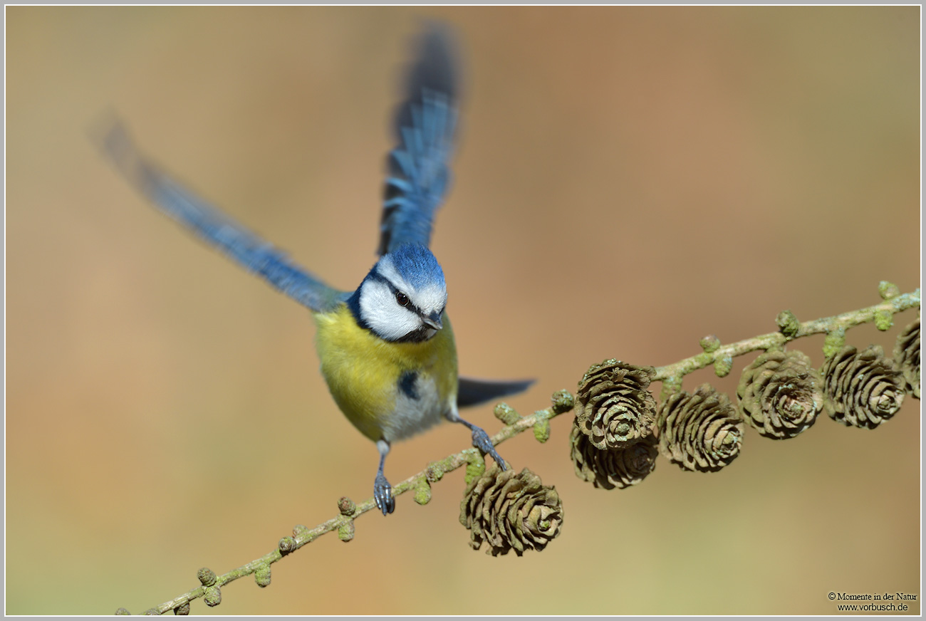 Blaumeise-28Parus-caeruleus2919.jpg
