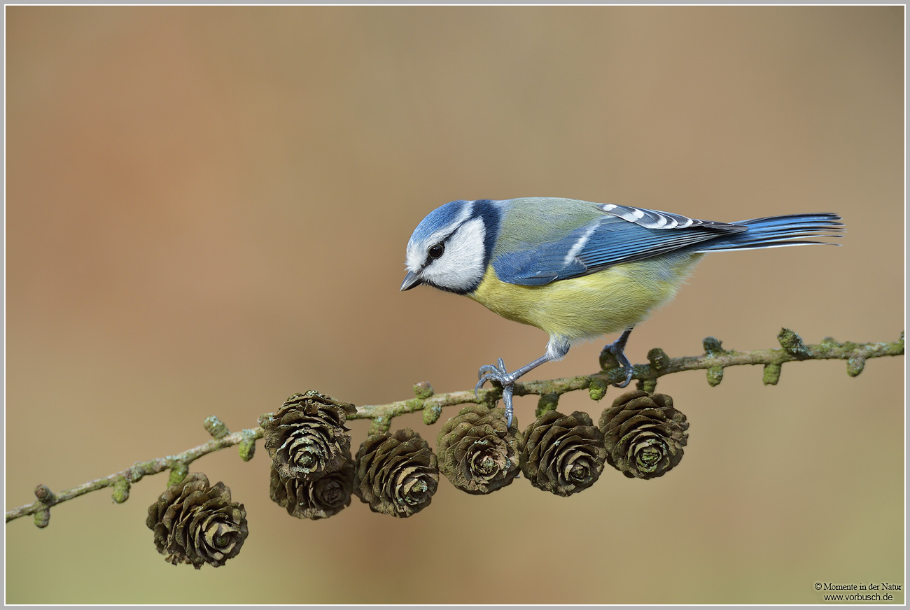 Blaumeise-28Parus-caeruleus2920.jpg