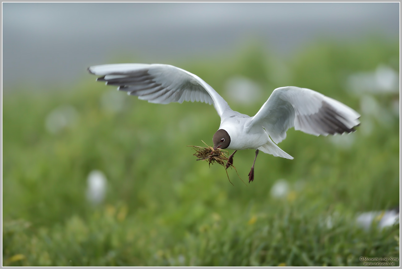 Lachmoewe-28Larus-ridibundus2965.jpg