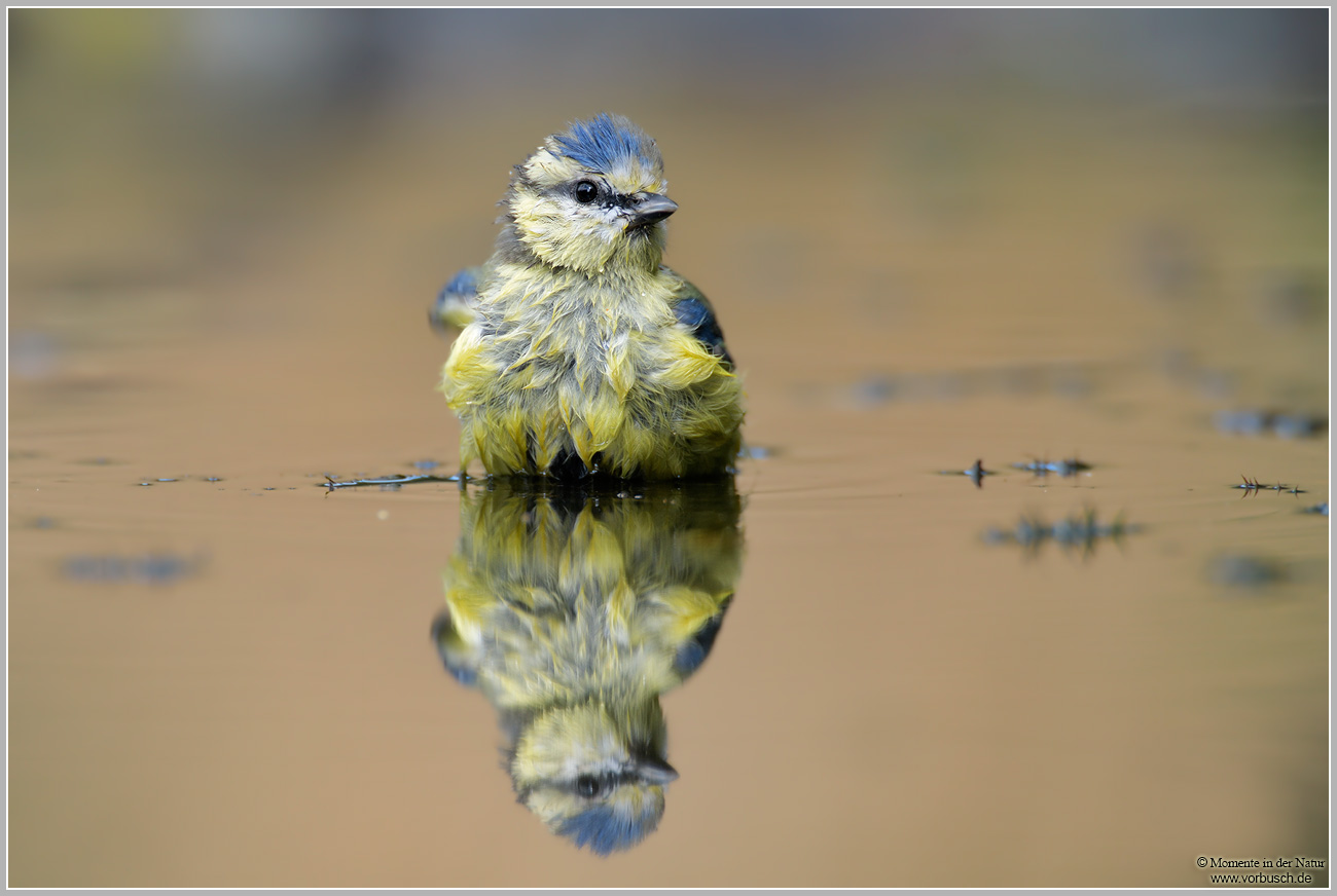 Blaumeise-28Parus-caeruleus2922.jpg