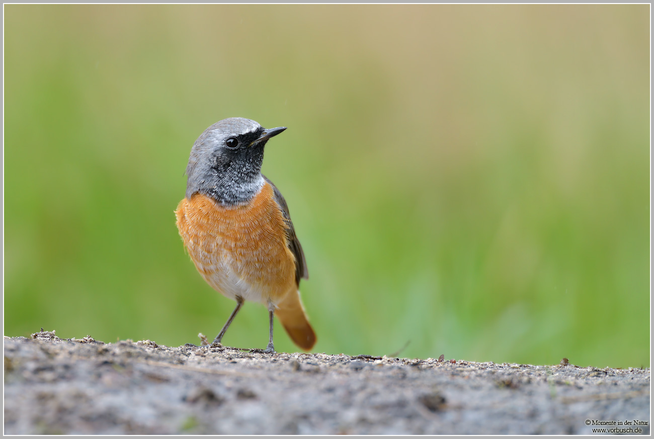 Gartenrotschwanz-28Phoenicurus-phoenicurus295.jpg