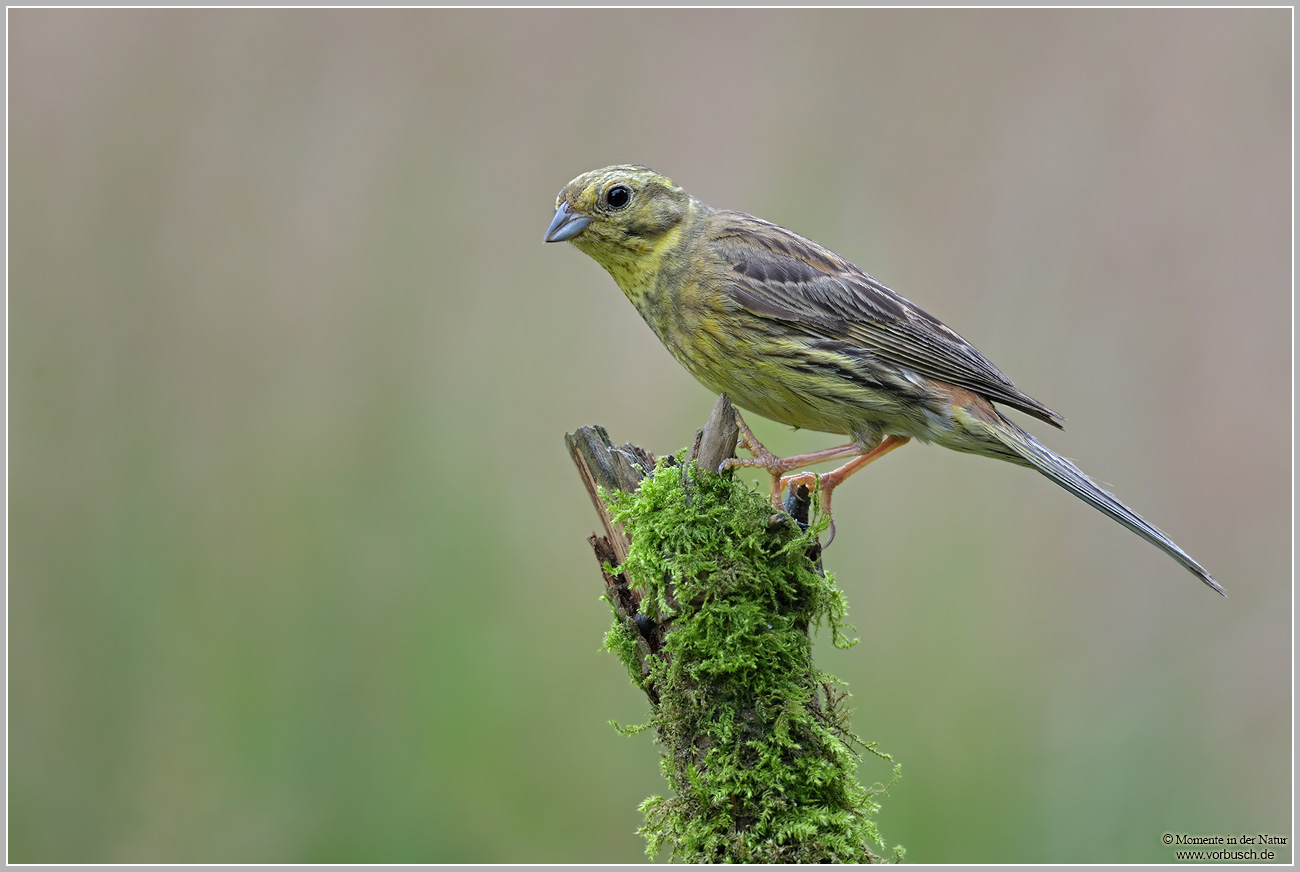 Goldammer-28Emberiza-citrinella295.jpg