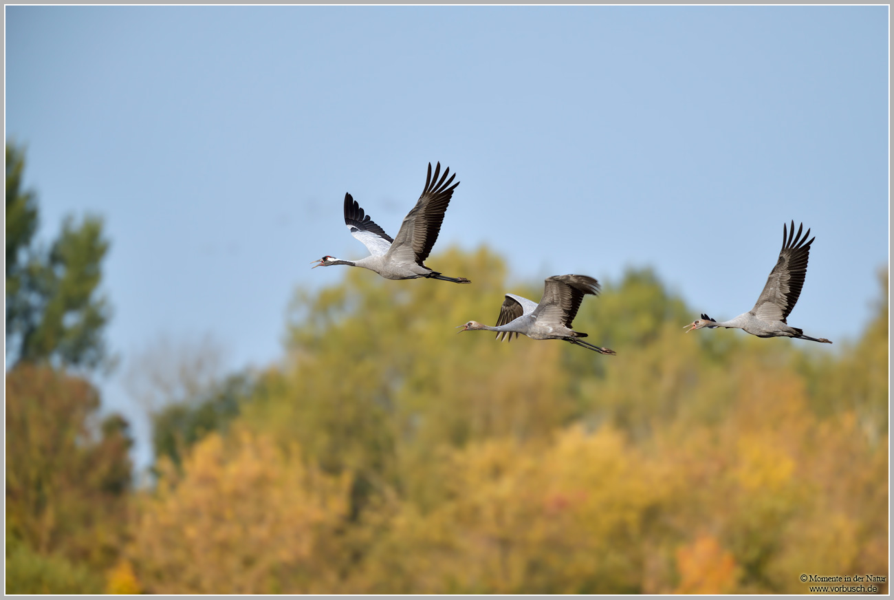 Grauer-Kranich-28Grus-grus2999.jpg