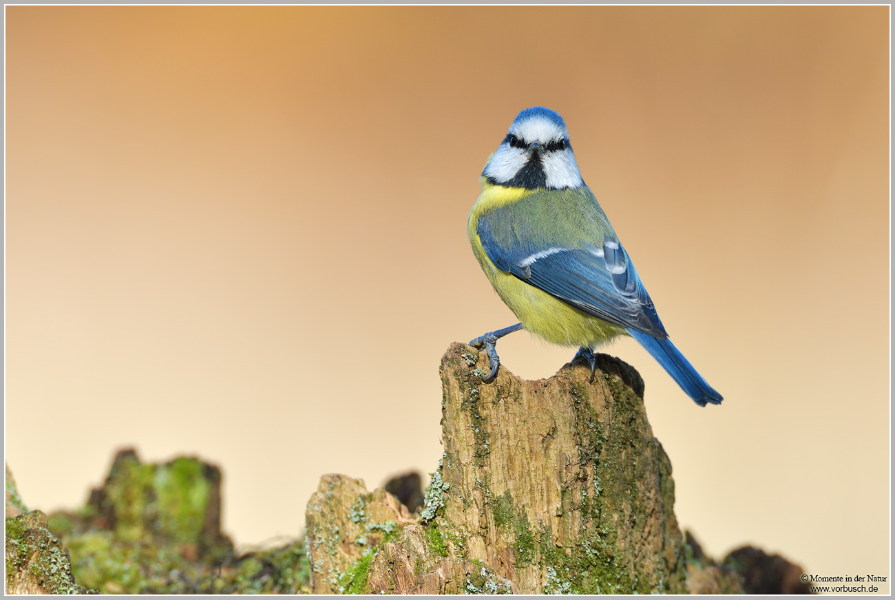 Blaumeise-(Parus-caeruleus)23.jpg