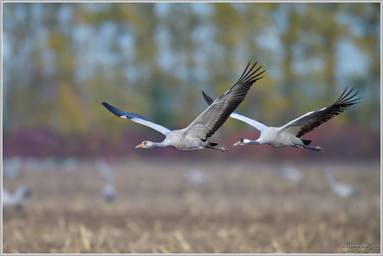 Grauer-Kranich-(Grus-grus)101.jpg