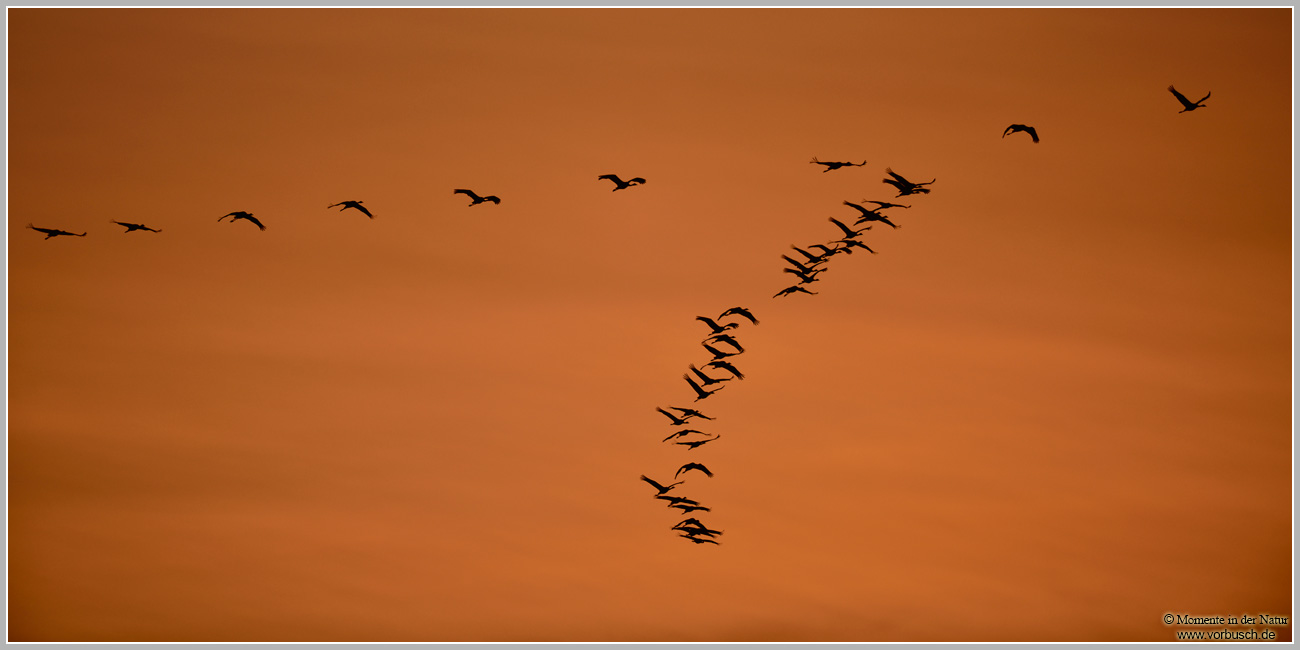 Grauer-Kranich-(Grus-grus)102.jpg