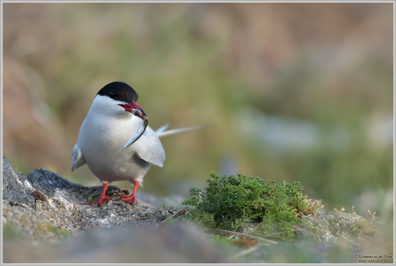 Küstenseeschwalbe-(Sterna-paradisaea)20.jpg