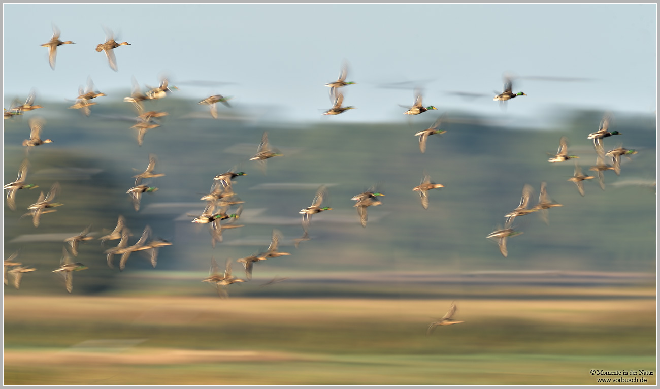 Stockente-(Anas-platyrhynchos)46.jpg