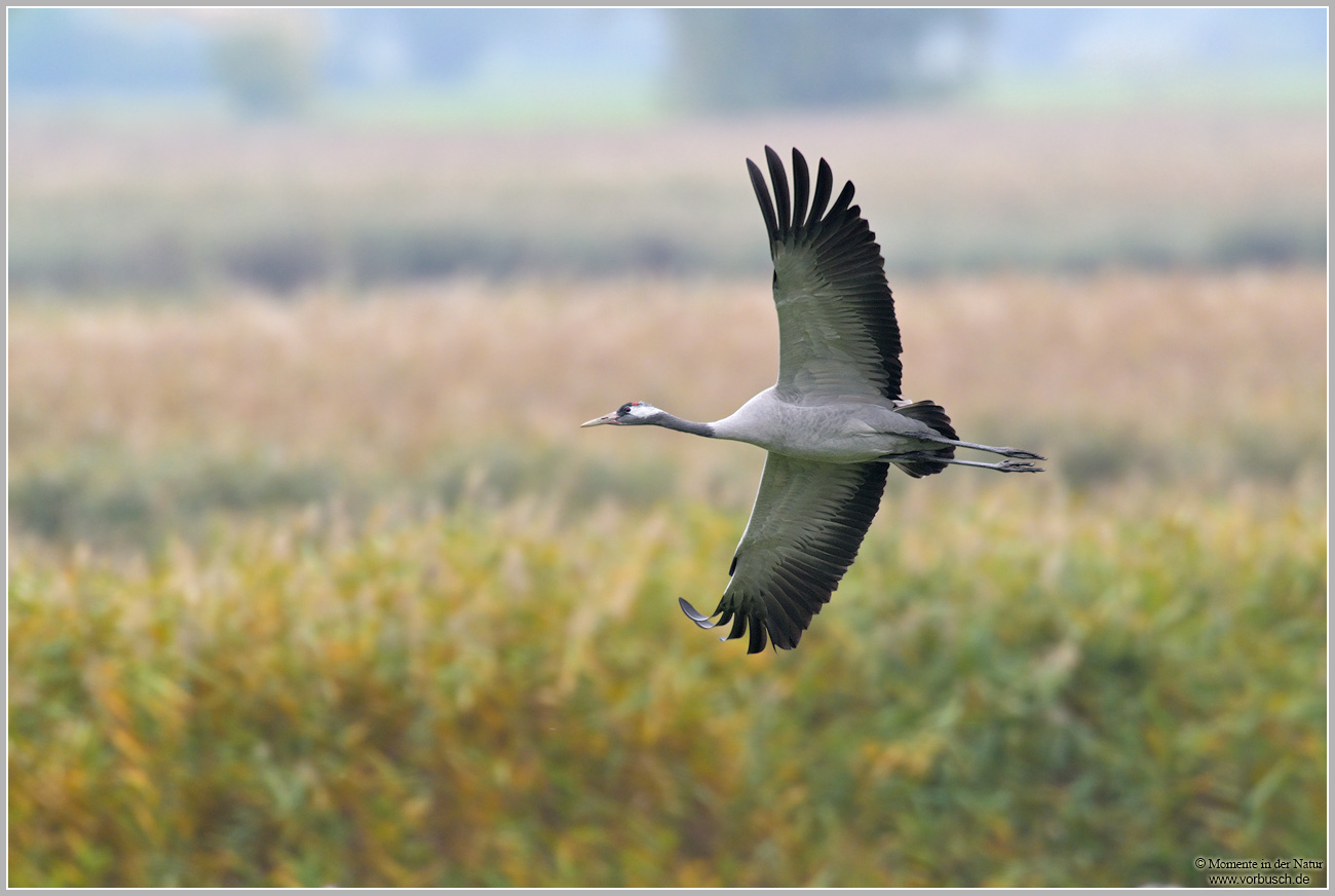Grauer-Kranich-(Grus-grus)106.jpg