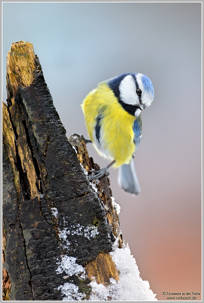 Blaumeise-(Parus-caeruleus)24.jpg