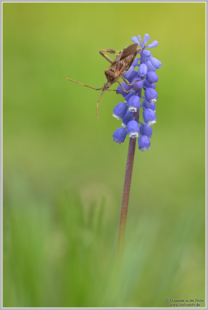 Amerikanische-Kiefern--oder-Zapfenwanze-(Leptoglossus-occidentalis).jpg