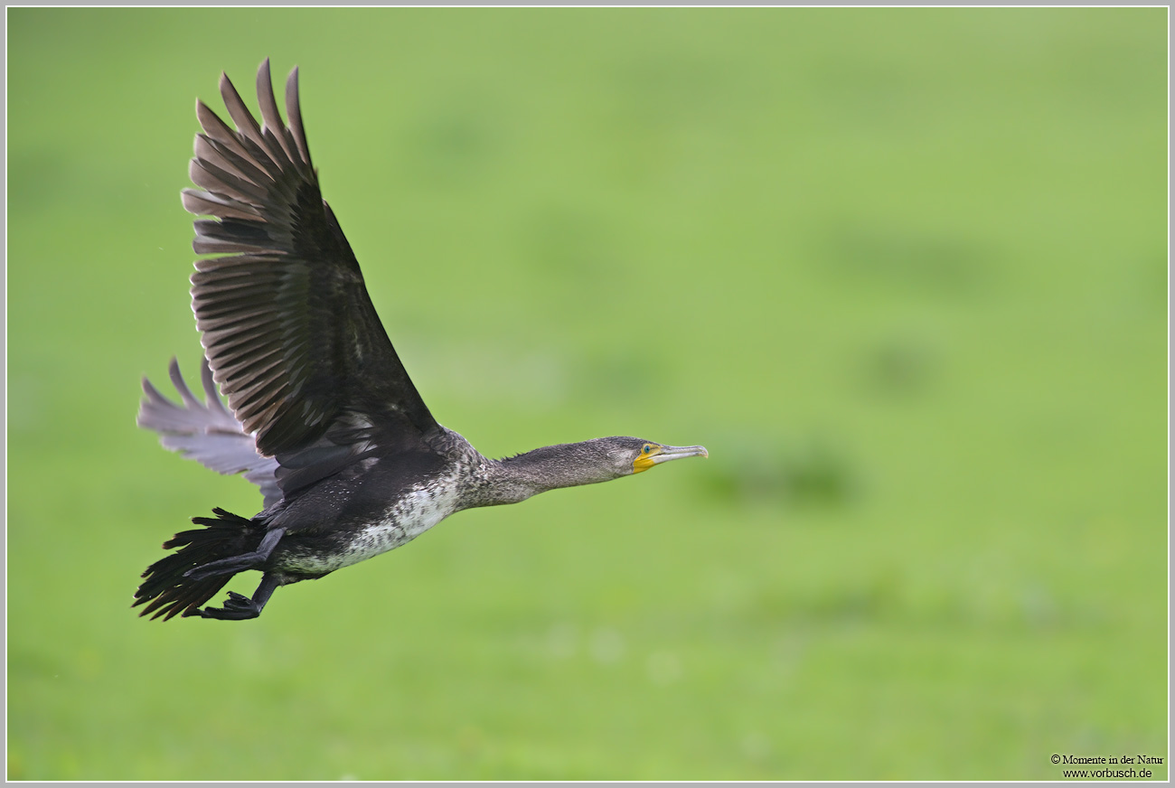 Kormoran-(Phalacrocorax-carbo)32.jpg