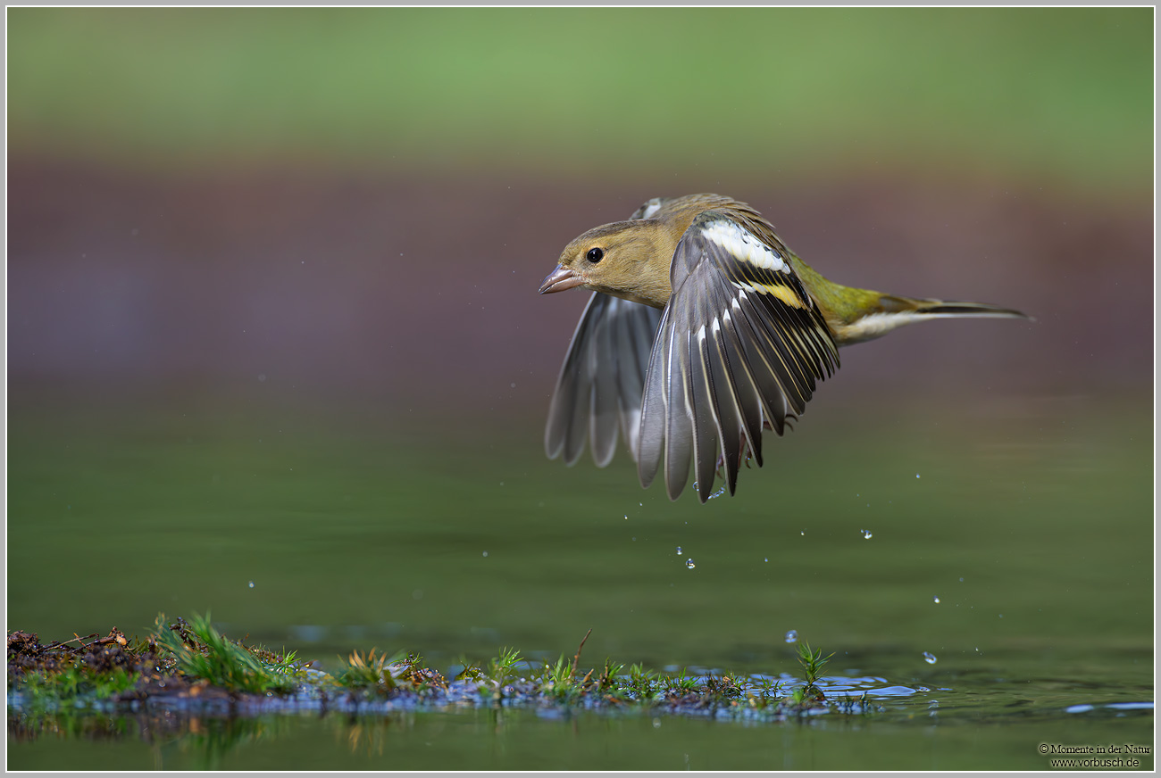 Buchfink-(Fringilla-coelebs)14.jpg