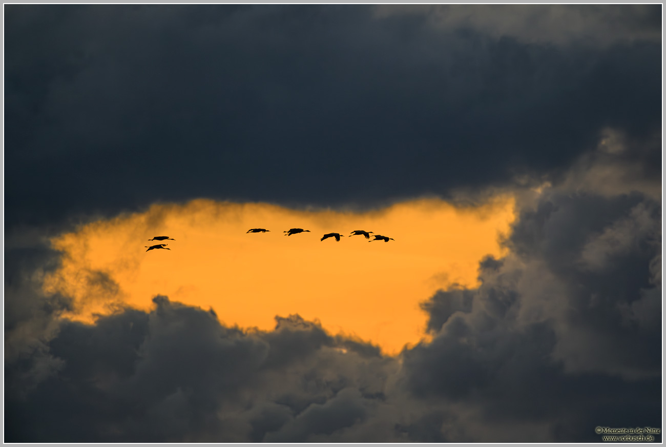 Grauer-Kranich-(Grus-grus)115.jpg