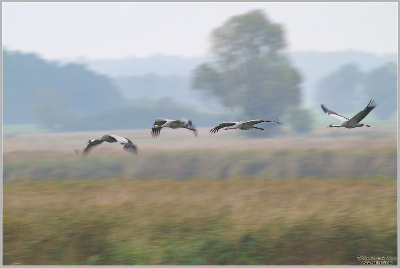 Grauer-Kranich-(Grus-grus)116.jpg