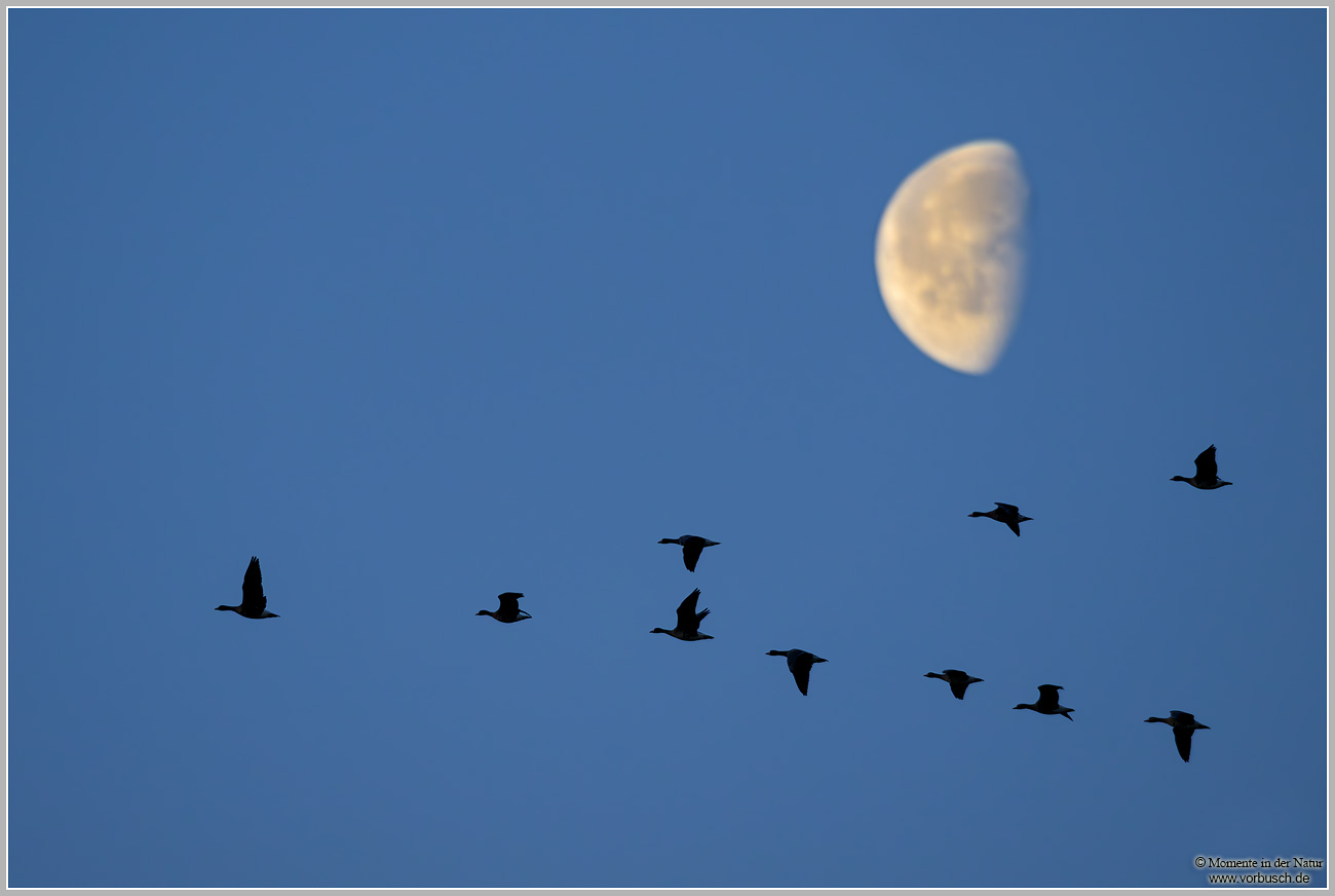 Blaessgans-(Anser-albifrons)83.jpg