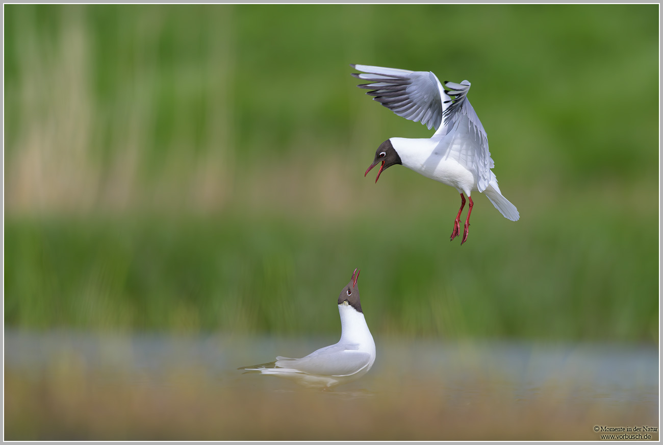 Lachmöwe-(Larus-ridibundus)68.jpg