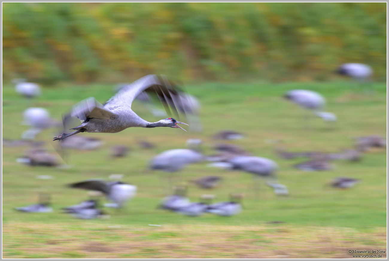Grauer-Kranich-(Grus-grus)133.jpg