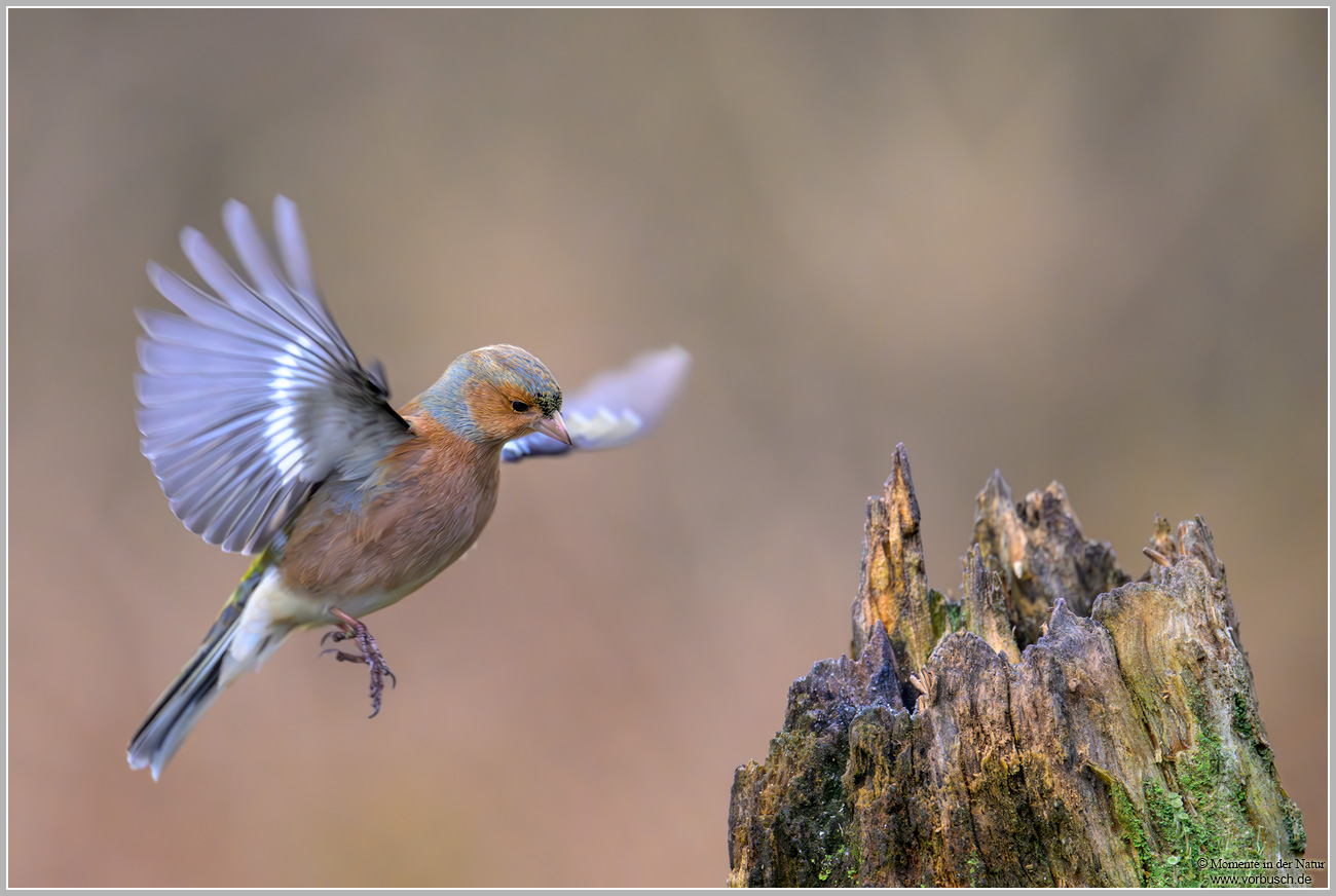 Buchfink-(Fringilla-coelebs)19.jpg