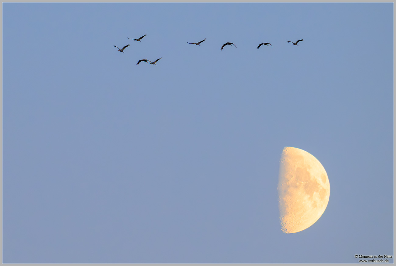 Grauer-Kranich-(Grus-grus)136.jpg