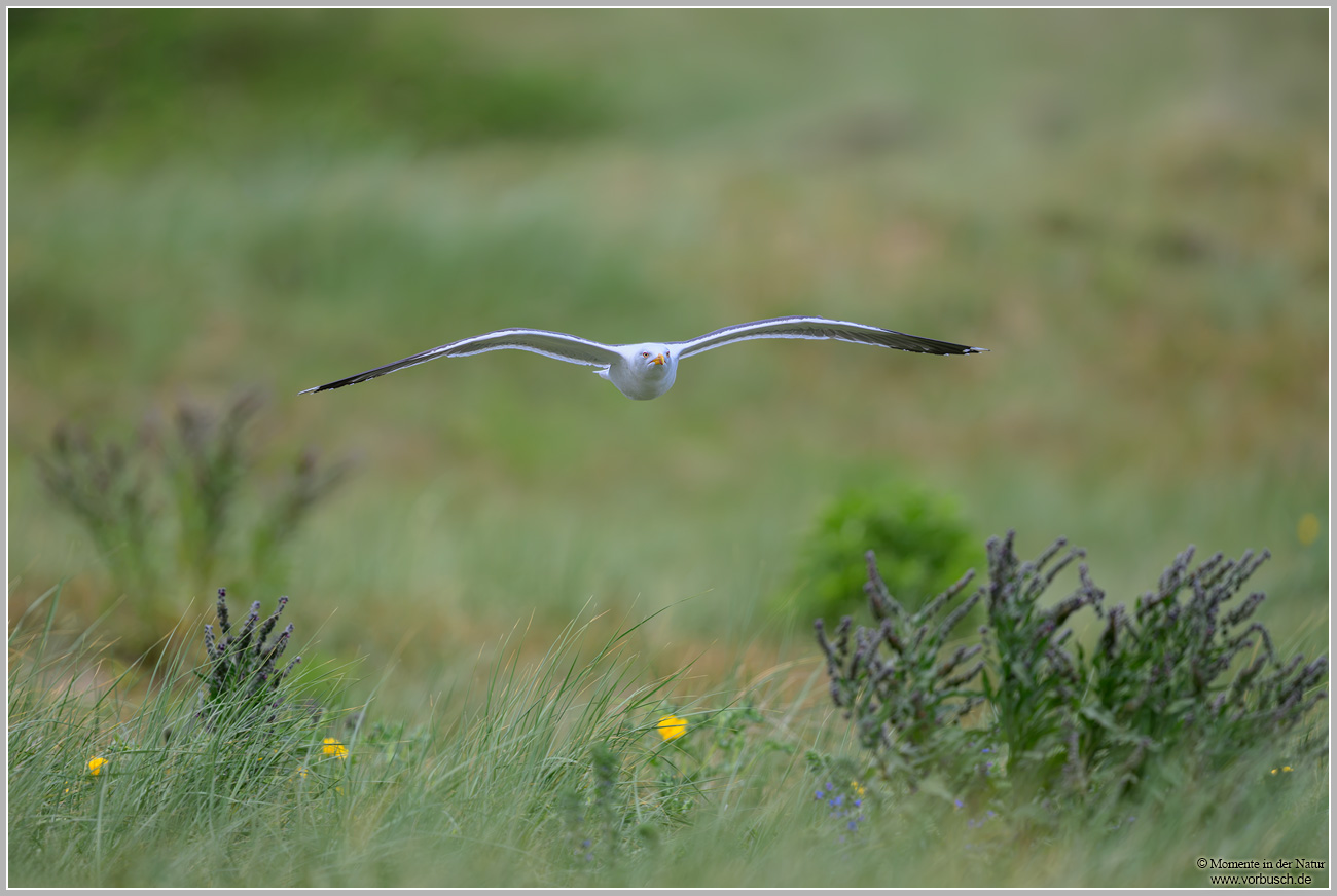 Silbermöwe-(Larus-argentatus)33.jpg