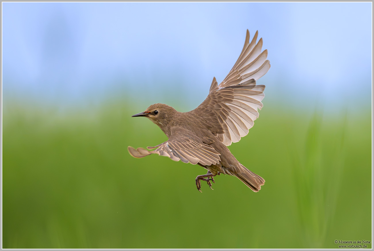 Star-(Sturnus-vulgaris)12.jpg