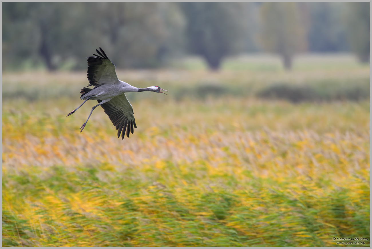 Grauer-Kranich-(Grus-grus)138.jpg
